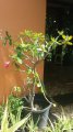Rose du désert - plante exotique 1m